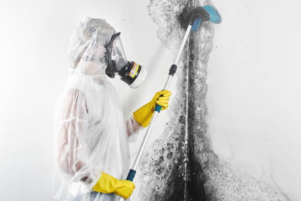 Trusted Avila Beach, CA Mold Removal Experts