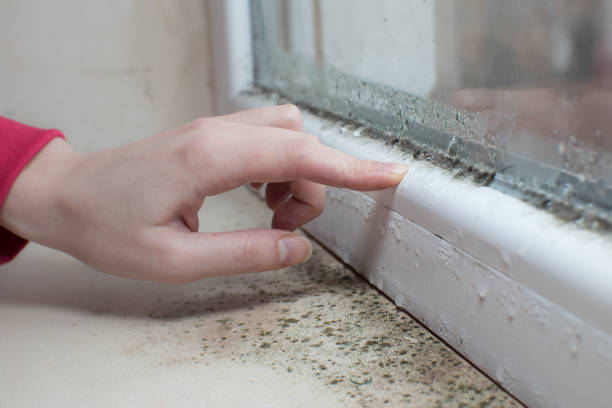 Best Forensic Mold Investigation  in Avila Beach, CA