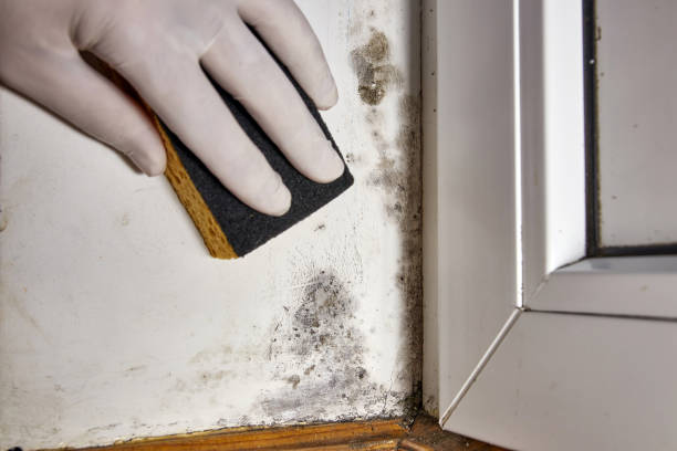 Mold Odor Removal Services in Avila Beach, CA